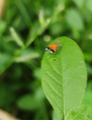 Tricyanaula aurantiaca