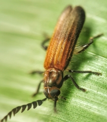 Tenerus