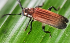 Tenerus
