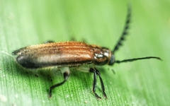 Tenerus