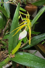 Prosthechea brassavolae