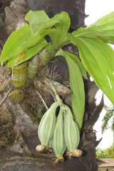 Catasetum maculatum