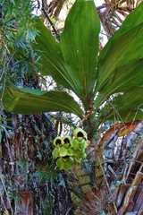 Catasetum maculatum