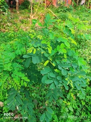 Dalbergia lanceolaria