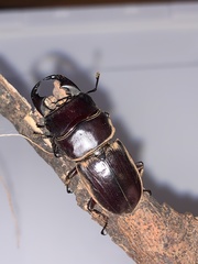 Dorcus hirticornis