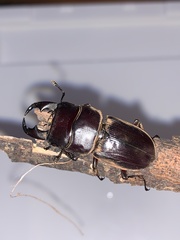 Dorcus hirticornis