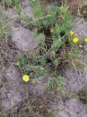 Conicosia pugioniformis