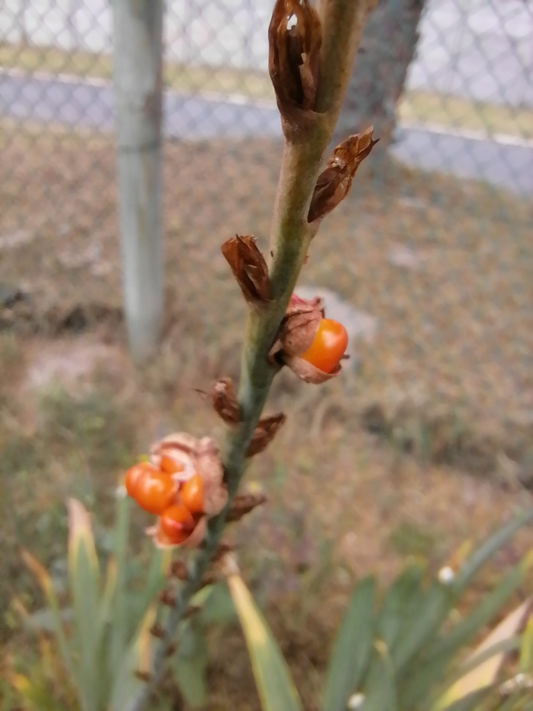 Chasmanthe floribunda, Kuils River, Cape Town, South Africa, by amouton
