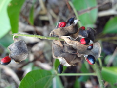 Rhynchosia phaseoloides