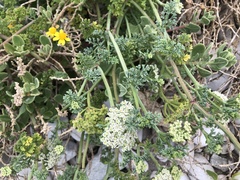 Dasispermum suffruticosum