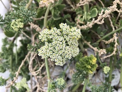 Dasispermum suffruticosum