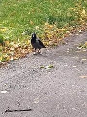 Corvus cornix