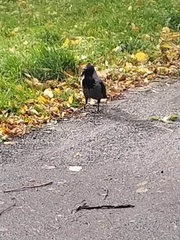 Corvus cornix