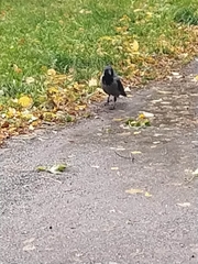 Corvus cornix