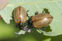 Chrysomela crotchi