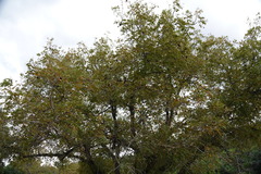 Juglans microcarpa