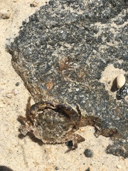 Panopeus herbstii