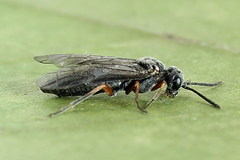 Dolerus vestigialis