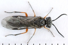 Dolerus vestigialis