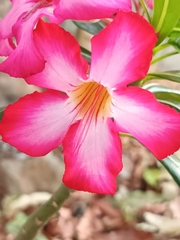 Adenium