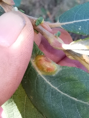 Euura bridgmanii