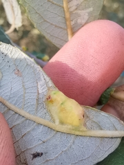 Euura bridgmanii