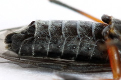 Dolerus vestigialis