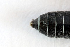 Dolerus vestigialis