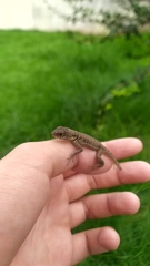 Tropidurus oreadicus