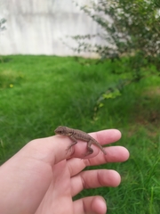 Tropidurus oreadicus