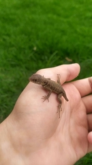 Tropidurus oreadicus