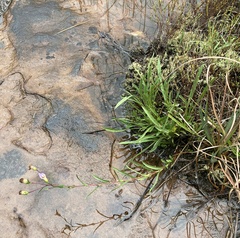 Eurybia surculosa