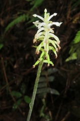 Cranichis hieroglyphica