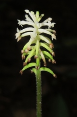 Cranichis hieroglyphica