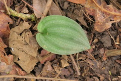 Cranichis hieroglyphica