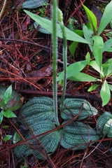 Cranichis hieroglyphica