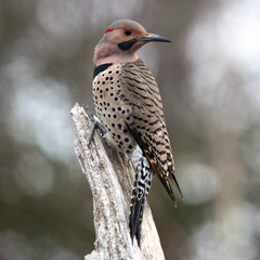 Northern Flicker photo 2