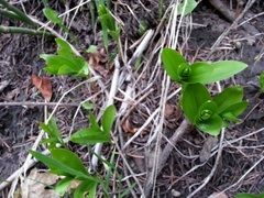 Maianthemum