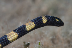 Hydrophis coggeri