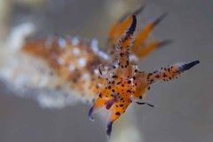 Polycera melanosticta