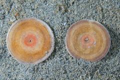Marginopora vertebralis