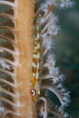 Bryaninops