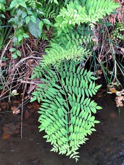 Osmunda regalis image