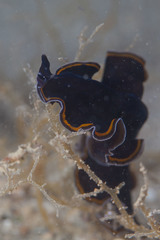 Pseudobiceros hancockanus