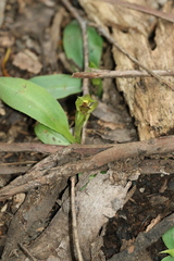 Chiloglottis cornuta