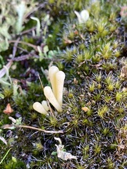 Clavaria argillacea