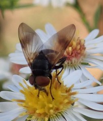 Diptera