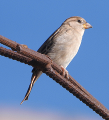 Passer domesticus balearoibericus