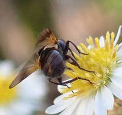 Diptera