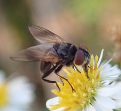 Diptera